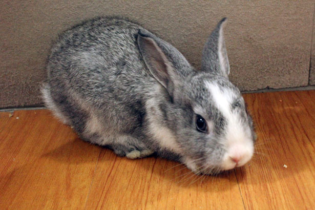bunny